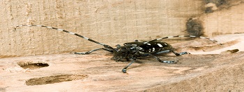 An adult Asian longhorn beetle