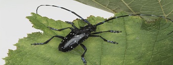 An adult Citrus longhorn beetle