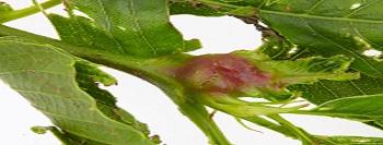 A gall caused by the Oriental chestnut gall wasp