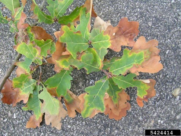 Xylella oak scorch