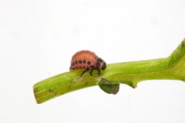 Colorado Potato Beetle on a stem