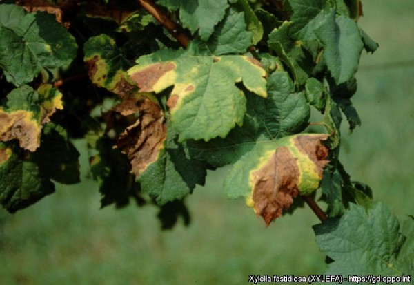 Marginal necrosis and leaf wilting caused by Xylella fastidiosa on grapevine leaves